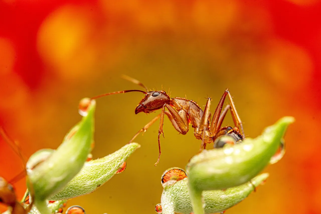 Ants foraging, a common Treasure Valley pest whose treatment depends on the species