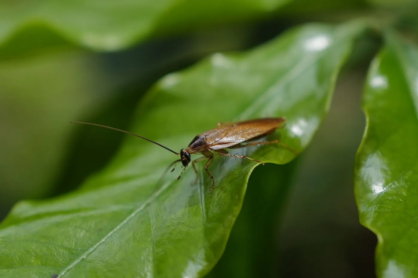 A cockroach, the kind of infestation professional gel-bait treatment is built to eliminate