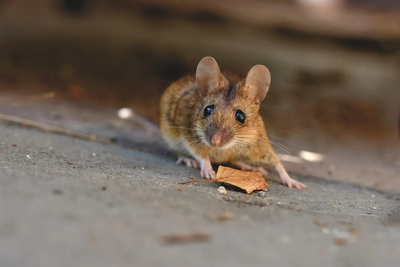 A house mouse, one of the rodents that move into Boise homes as the weather cools