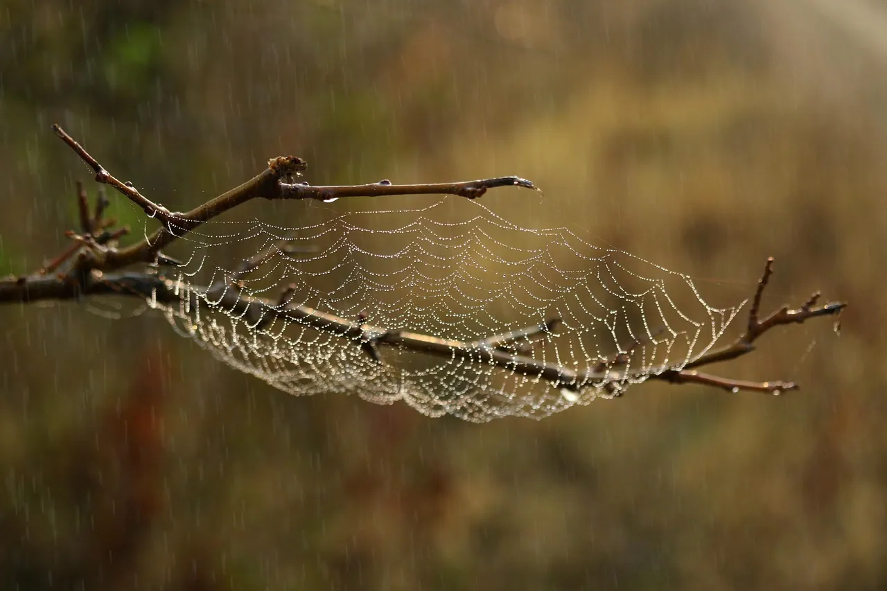 A spider web, a sign of the insects spiders feed on around Boise homes