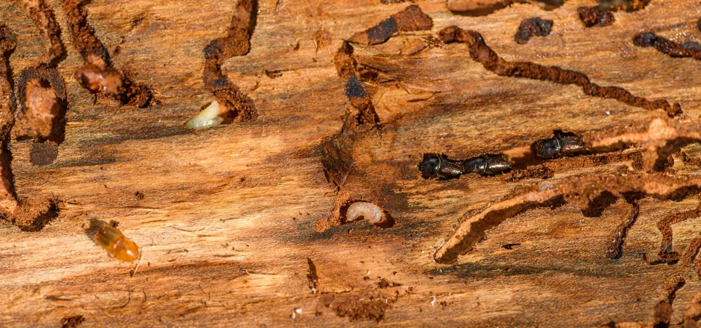 Wood damaged by wood-boring insects, the kind of hidden damage a termite inspection looks for in Boise homes